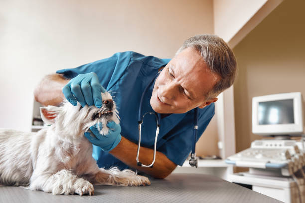 Best Weekend Emergency Dental Services in Demarest, NJ